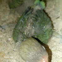 چند عدد برزیلی وعروس هلندی