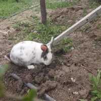 خرگوش خونگی