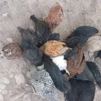 جوجه محلی