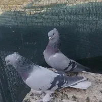 سبز  دم  سفید  معاوضه  دارم