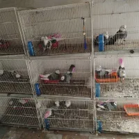 کبوتر پرشی.|پرنده|ساری, |دیوار