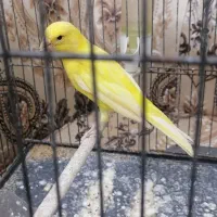 قناری ماده تن نخورده