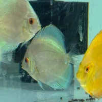 سالن ماهی دیسکس + میکس دل دیسکس
