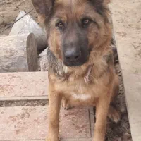 یک ژرمن ماده استثنایی|سگ|ماهدشت, |دیوار