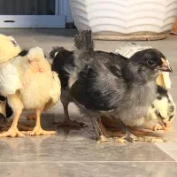 تخم و جوجه مرغ و خروس گلین چهل تاج|حیوانات مزرعه|ساری, |دیوار