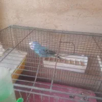 فروش مرغ عشق|پرنده|اندیشه, اندیشه فاز ۱|دیوار