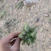 کاکوتی