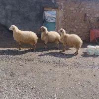 گوسفند بره|حیوانات مزرعه|کرمانشاه, |دیوار