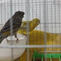 سه عدد قناری سالم و سرحال