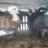 کبوتر شازده سبز|پرنده|شاهین دژ, |دیوار