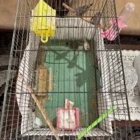 فنج مولد نر و ماده