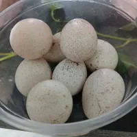 تخم بوقلمون نطفه دار