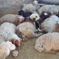 ۴۸بره پروارکم دنبه|حیوانات مزرعه|حمیل, |دیوار