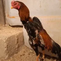 خروس اوشامو