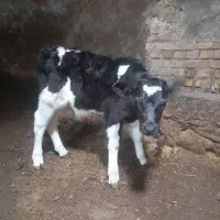 گوساله نر شیر خوار