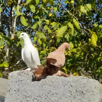 کبوتر نروماده|پرنده|اهر, |دیوار