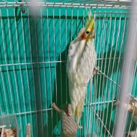 عروس هلندی نر لوتینو تکخال آماده آماده آماده سرحال