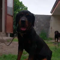 روتوایلر روت وایلر رتوایلر روتفایلر رتفایلر رودوای