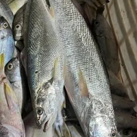 ماهی و میگو تازه بوشهر بندر دیر(محمدی)|خدمات پذیرایی، مراسم|شیراز, هفت تنان|دیوار
