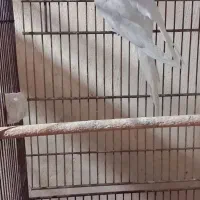 فروش چندین پرنده زینتی عروس و ۰۰۰ همه با کیفیت|پرنده|بندرعباس, |دیوار