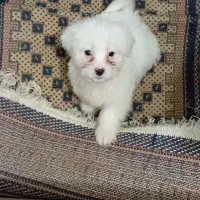 سگ شیتزو|سگ|ارومیه, |دیوار