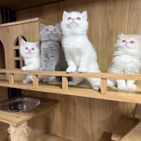 بچه گربه های زیبا