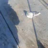 کبوتر فروشی