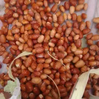 سنجد