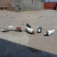 پرنده