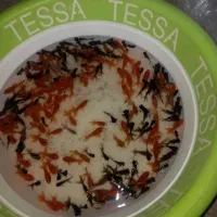 ماهی قرمز گلدفیش