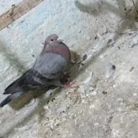 کفتر