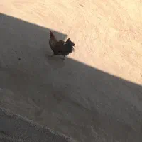 خروس