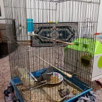 عروس هلندی واکسن خورده|پرنده|پاکدشت, پاکدشت (مامازند)|دیوار