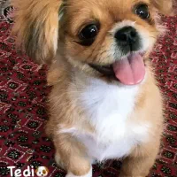 سگ . پاکوتاه .( پیکینز)|سگ|کرمانشاه, |دیوار