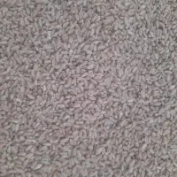 بذر گندم ترابی