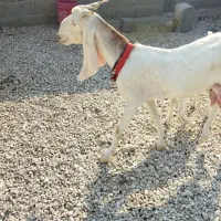 بز گلابی اصل کهره دار