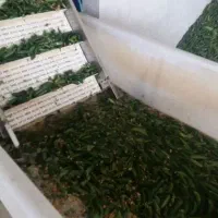 پخش عمده خیارشور و ترشی جات