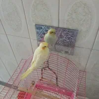 عروس هلندی بخر