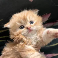 بچه گربه پرشین