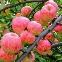 نهالستان پیوندی و اصلاح شده سهند|خدمات باغبانی و درختکاری|گلپایگان, |دیوار