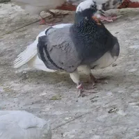 کفترتیرماه|پرنده|جوادآباد, |دیوار