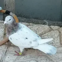 سار کله هما