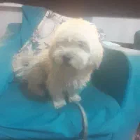 واگذاری سگ|سگ|هشتگرد, فاز ۳ مهستان|دیوار