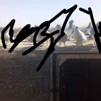 گمشده