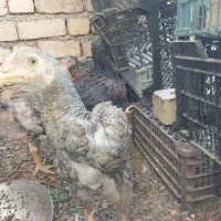 جوجه لاری|حیوانات مزرعه|شیراز, کرونی(خاتونک)|دیوار