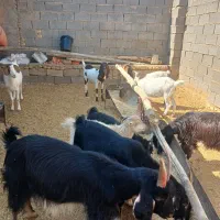 دام زنده|حیوانات مزرعه|آباده, |دیوار