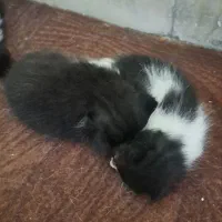 بچه گربه برای واگذاری