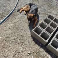 سگ ژرمن|سگ|کرمان, |دیوار