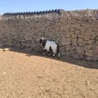 کلچه