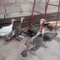 ۵عدد بوق
